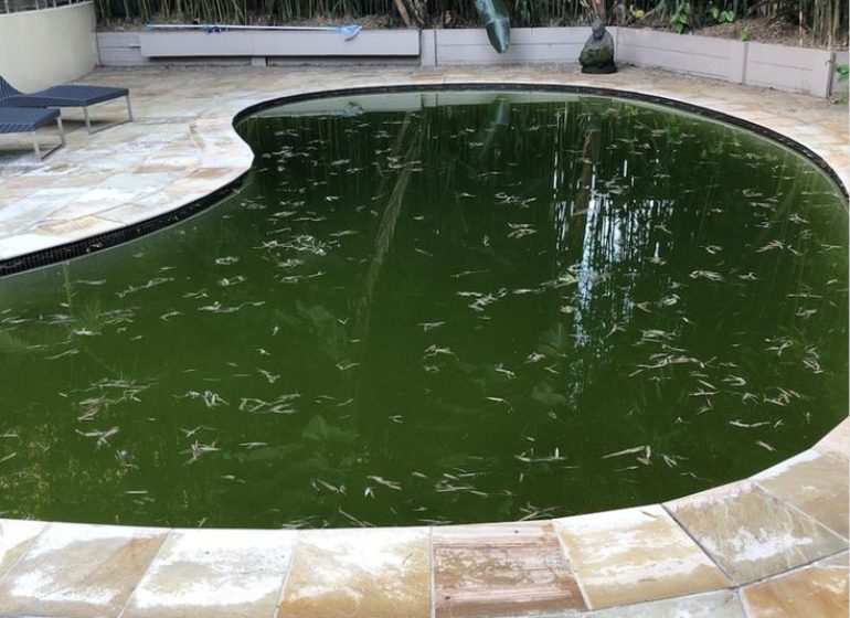 swimming pool repair